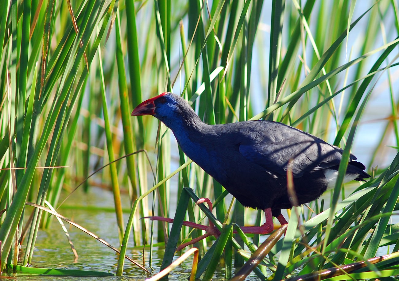 bird vilamoura environmental park