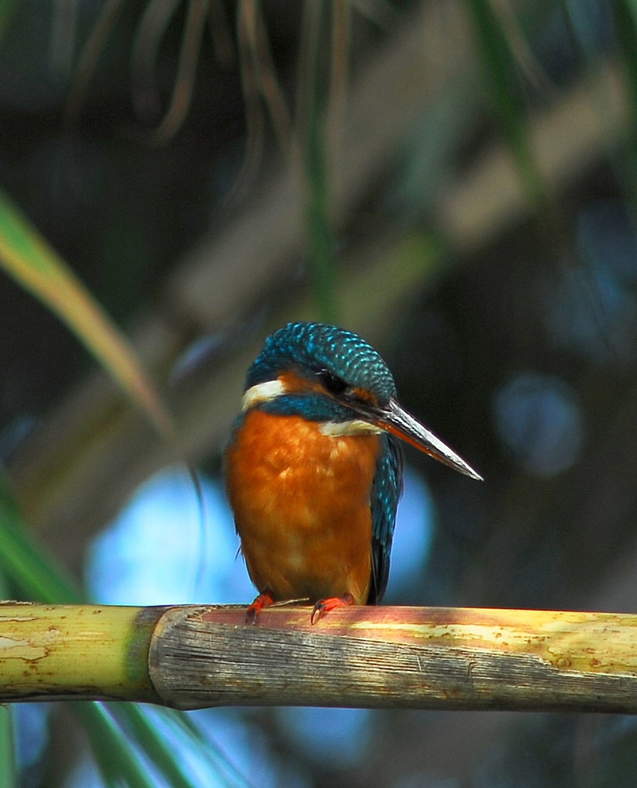 passaro no parque ambiental de vilamoura