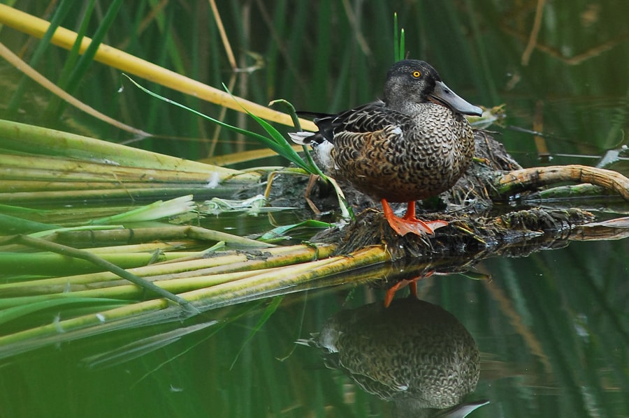 pato em lago no parque ambiental de vilamoura